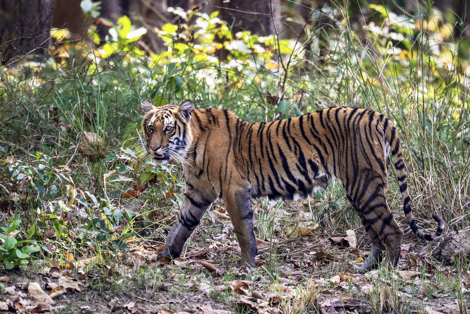 Wild life in Manaslu region - Leopard in lower manaslu region