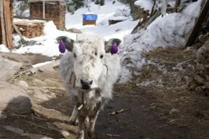 Yak Kharka