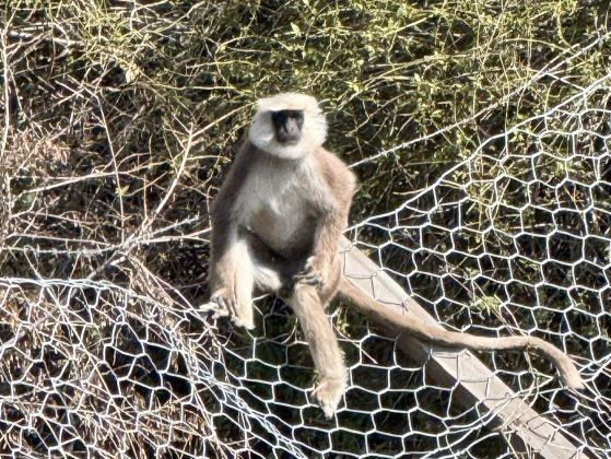 Himalayan langur monkeys in the Manaslu Conservation Area of Nepal